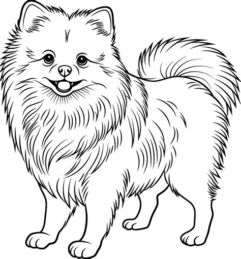 A Black And White Drawing Of Pomeranian Dog Hand Drawn Outline Of