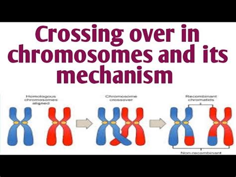 Crossing Over Mechanism Of Crossing Over Th Biology Youtube