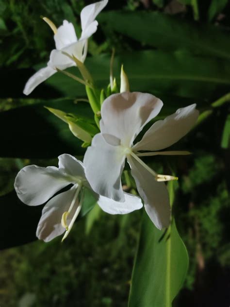 Hawaii White Wild Ginger Butterfly Lily Cinnamon Jasmine Garland Flower