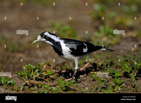 Magpie Lark Grallina Cyanoleuca Australia Stock Photo Alamy