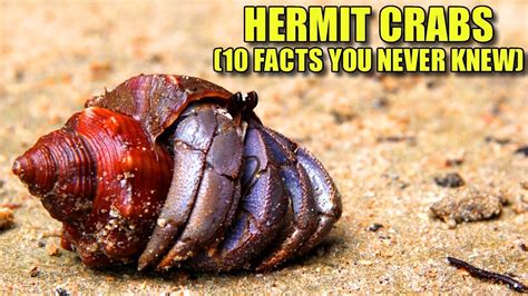 Hermit Crab 10 FACTS You NEVER KNEW YouTube