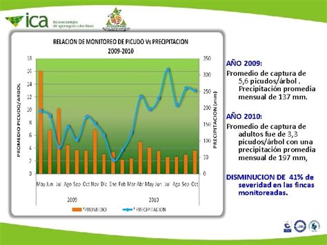 Picudo De Los Citricos Compsus Sp En Colombia