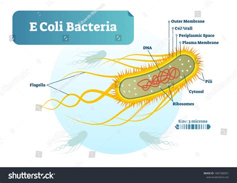 E Coli Bacteria Micro Biological Vector Stock Vector (Royalty Free ...