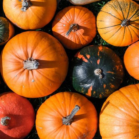 zucca allincirca  kg  farm italia