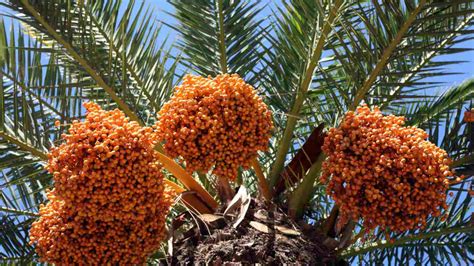 How to Plant, Grow, and Care for Date Palm Trees