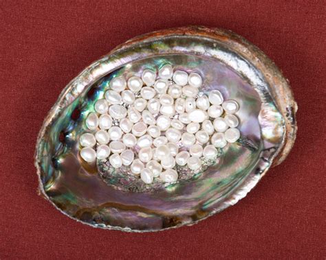 Freshwater Pearl Farming The Ins And Outs Tps Blog