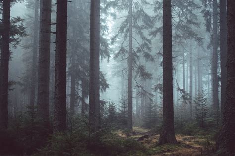 Fotos gratis árbol naturaleza rama niebla luz de sol Mañana