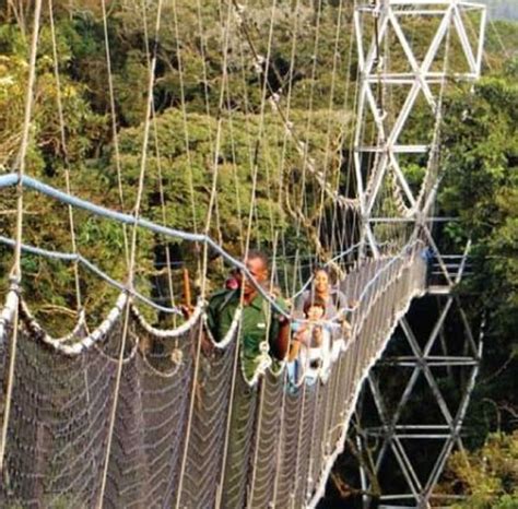 Day Nyungwe Forest Chimpanzee Tour Takeoff Ventures