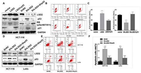 Lysine Specific Histone Demethylase 1b Lsd2kdm1b Represses P53