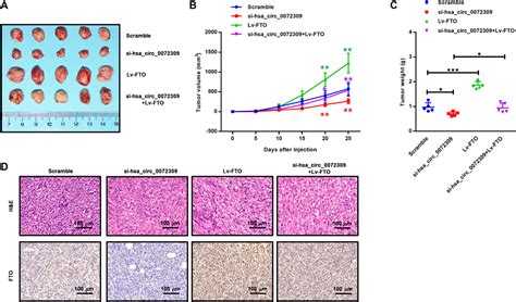 Circular Rna Hsa Circ Promotes Tumorigenesis And Invasion By