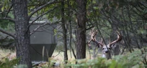 The Best Deer Feeder Banks Outdoors