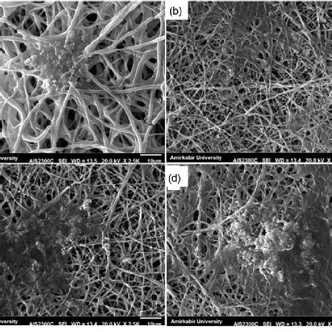 SEM Micrographs Of Electrospun Scaffolds After Biomineralization In SBF