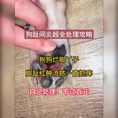 狗狗趾间炎攻略脚趾红肿烂脚丫看过来 知乎