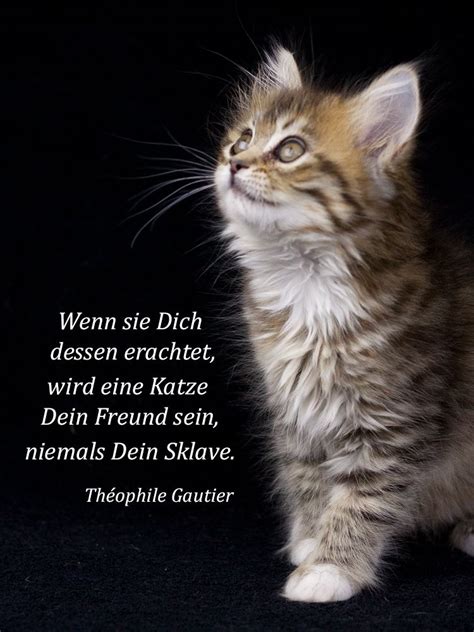 Über Freundschaft einer Katze Katzen Katzen zitate Spruch katze