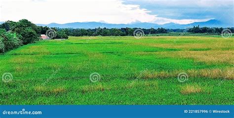 Beautiful Scenery of Rice Green Paddy Field in Nueva Ecija, Philippines ...