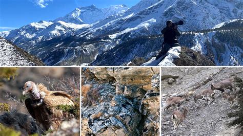 Snow Leopard Encounter In Nepal Tiger Encounter