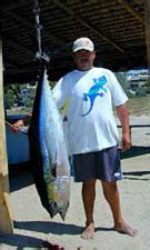 Yellowtail Are Caught In Fishing The Magdalena Bay Entrada Mexico