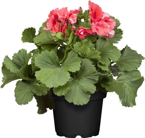 Stehende Geranie Rot Topf Ca Cm Pelargonium Kaufen Bei Obi