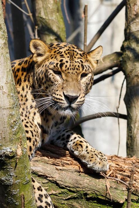 Leopardo Srilanqués De Cejlon Kotiya Del Pardus Del Panthera Foto de