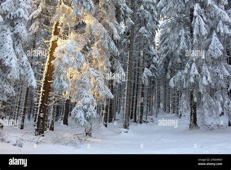 Sunlight Forest Winter Snow Sun Ray Sun Rays Sunbeam Sunbeams