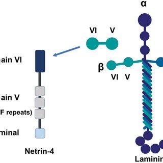 An Illustrated View Of Netrin Effects On Tumor The Pathway Map Of