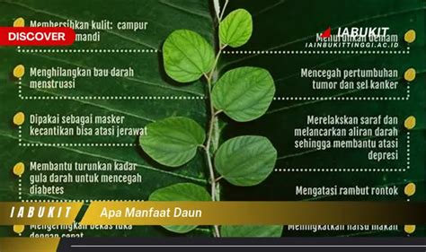 Bukan Cuma Daun Kemangi Ketahui Manfaat Daun Sage Yang Bikin