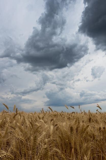 Nuvens De Tempestade Sobre O Campo De Trigo Foto Premium