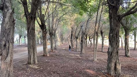 Nad Al Sheba Mini Forest Trail Dubai Nad Al Sheba Paradise Road A