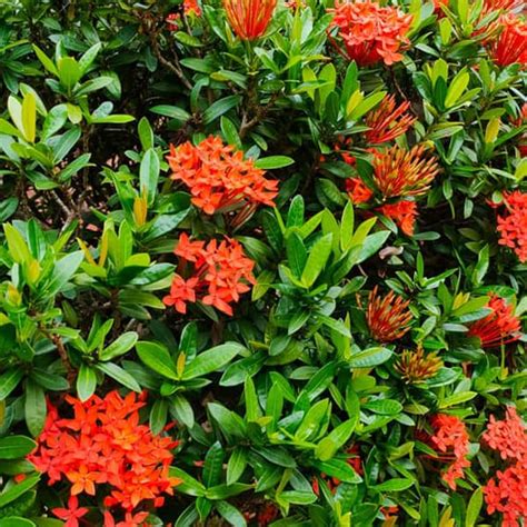 Ixora Dwarf Red Rangan Plant Nestreeo