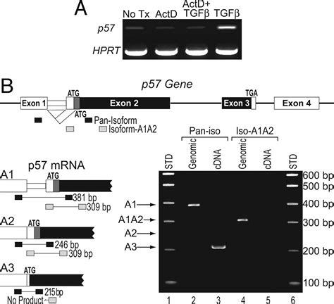 Transforming growth factor β induced cell cycle arrest of human