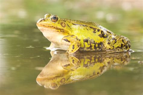 Welke Kikkers Leven Er In Onze Natuur Onze Natuur