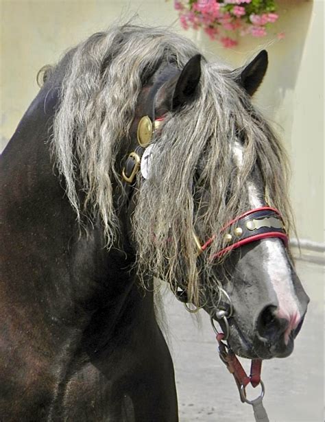 cmb heavy draft horse artofit