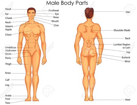 English Pronouns Diagram Quizlet