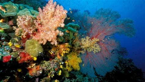 The Reef 2050 Long Term Sustainability Plan Was Released On Saturday
