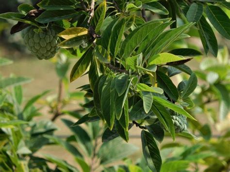 Srikaya Taksonomi Morfologi Kandungan Buah Manfaat Bahaya