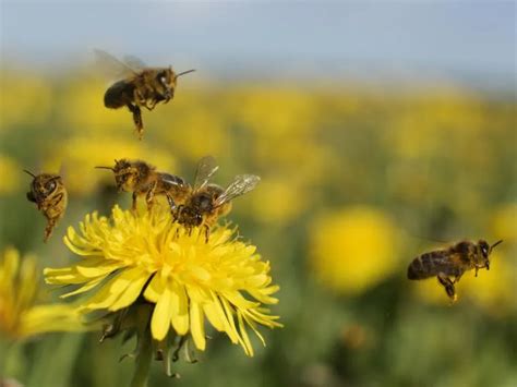 Las plantas que no deben faltar en tu jardín para atraer a las abejas