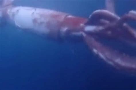 Terrified Divers Come Face To Face With Rare Giant Squid And Get