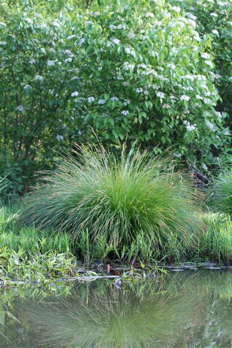 Carex Stricta Tussock Sedge From Kind Earth Growers
