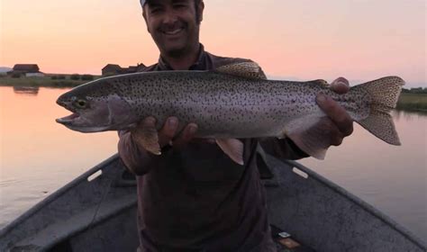 Very Large Rainbow Trout Caught On Dry Fly Video Fly