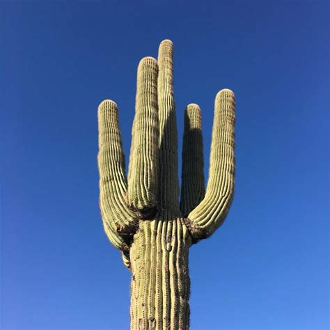 Saguaro Cactus 101: Facts And How To Grow - CactusWay