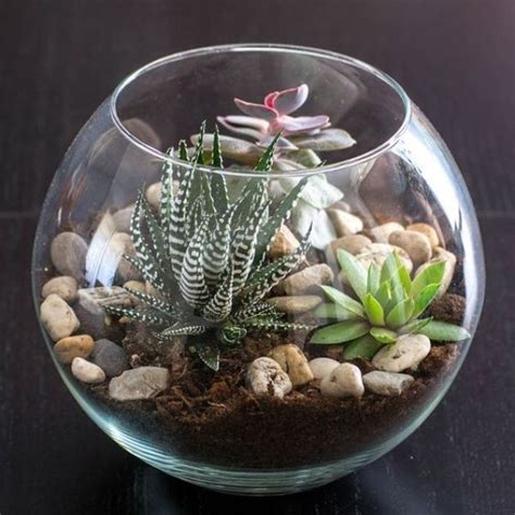 Round Glass Bowl Succulent Terrarium Wild Roots