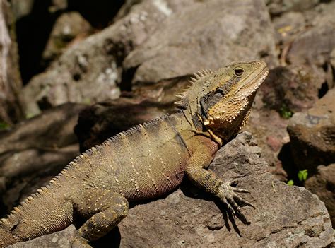 Fotos Gratis Reptil Vertebrado Lagartija Reptil Escalado Iguania