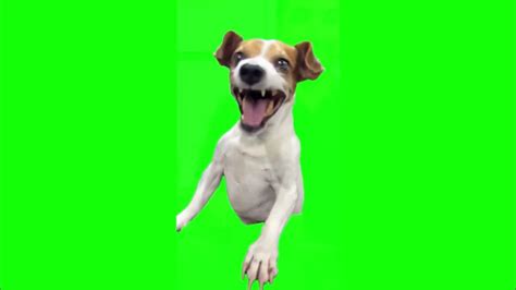 Funny Laughing Dog Meme Template Green Screen Youtube