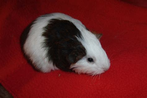 Porquinhos Da Índia Porquinho Da Índia Fêmea Sheltie Agouti E Branco