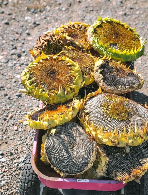 How To Roast Sunflower Seeds From The Flower Howsolut