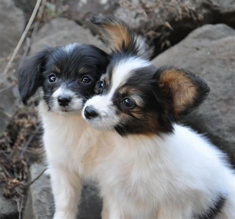 Roads End Papillons 9 Week Old Phalene And Papillon Puppy