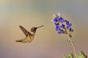 Hummingbirds In North Carolina 12 Species With Pictures