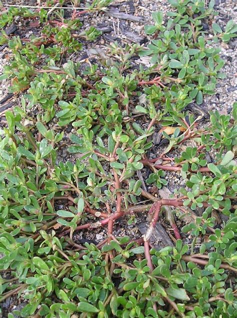Spurge Vs Purslane Plants Foraging