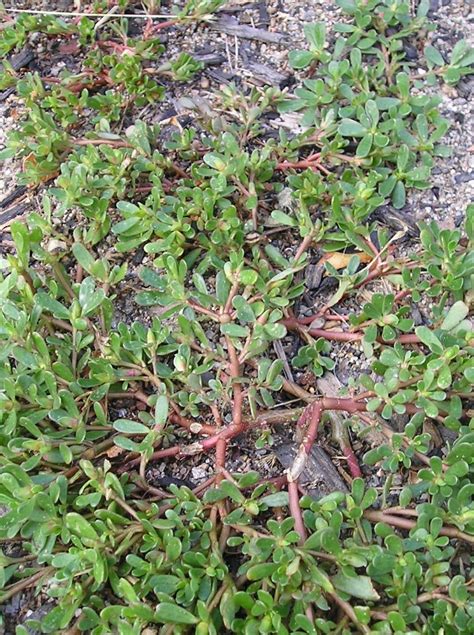 Spurge Vs Purslane Plants Garden Foraging