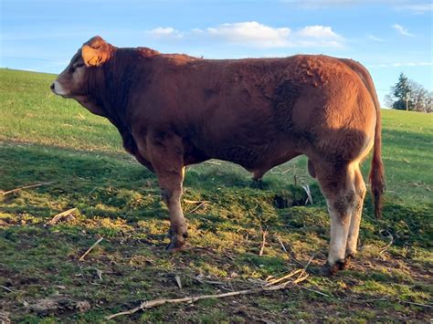 Capel Bovidoc Vente De Taureaux Limousins Vendredi 18 Février à